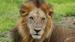 Løve i Mikumi nasjonalpark - Safari i Tanzania