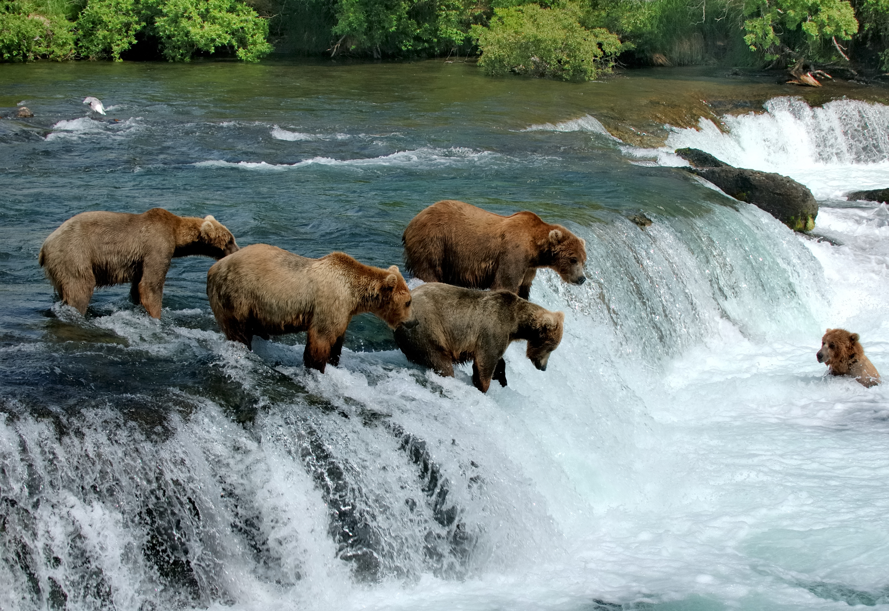USA Alaska Katmai National Park Brooks Falls Bears Istock 157421965