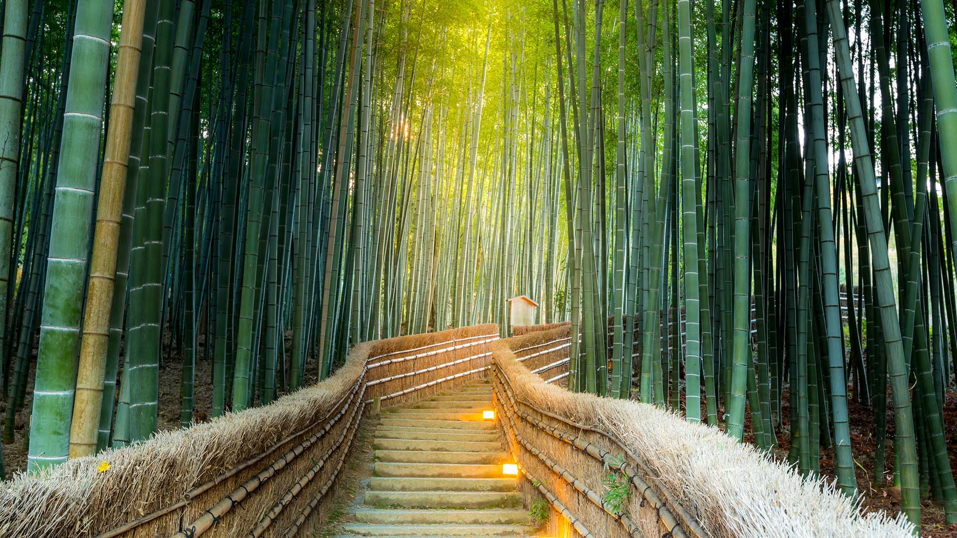Bambusskogen i Arashiyama
