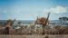 kenya-aberdare-giraffes-shutterstock_366408494