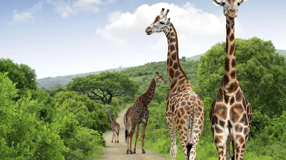 Krüger nasjonalpark, Sydafrika
