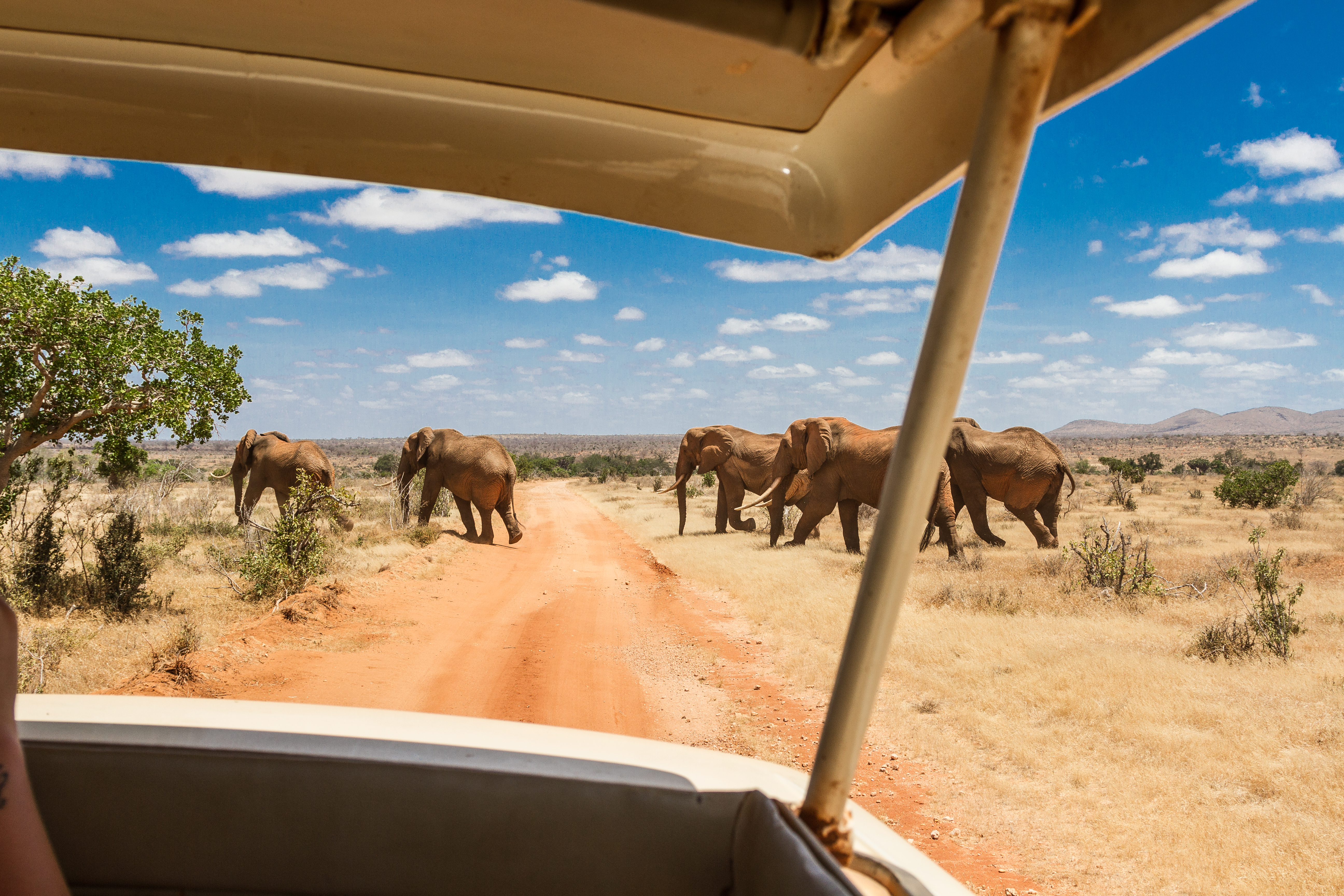 Drømmesafari og badeferie i Kenya sommerferien