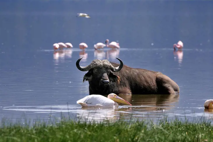 Lake Naivasha - Safaritur i Kenya og badeferie på Zanzibar