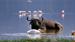 En bøffel tar seg en "cowboystrekk" i vannet - Safari ved Lake Naivasha