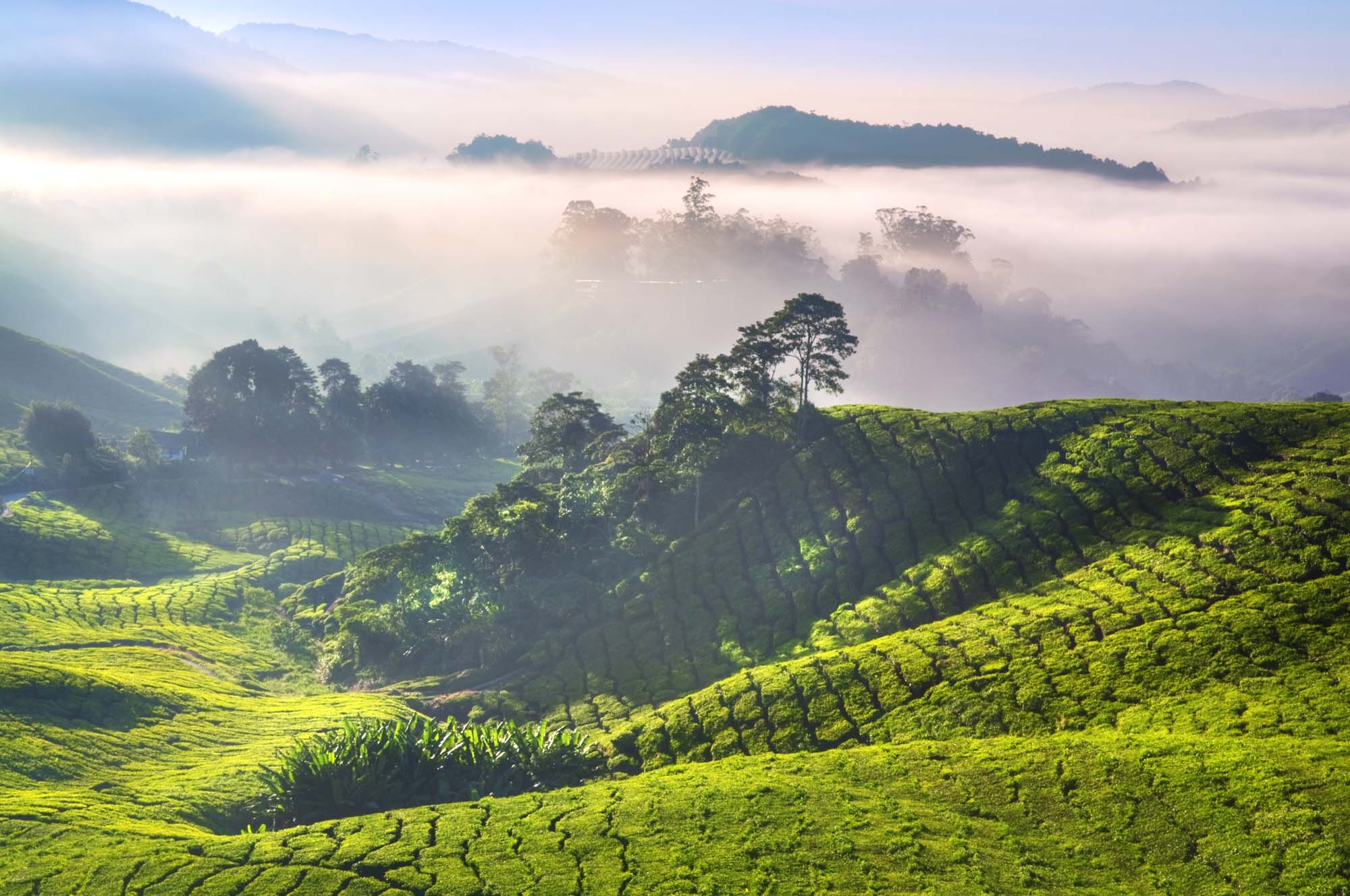 Teplantasjene i Cameron Highlands