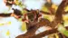 Flaggermusarten Nomadeflyvehund lever i nasjonalparken - Reiser til Katherine Gorge