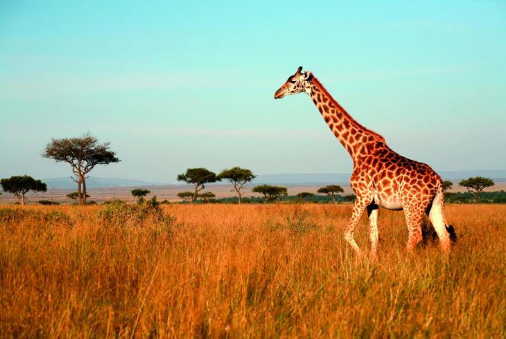 Sjiraf i Masai Mara - Safari i Kenya