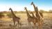 Vakre giraffer sett på safari 