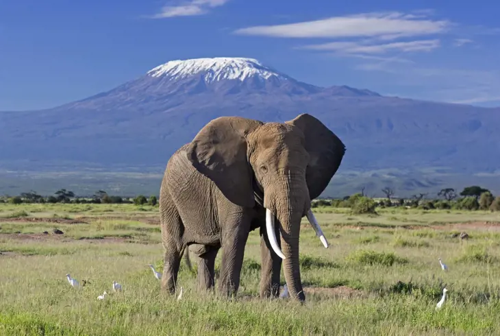 Elefant ved Kilimanjaro