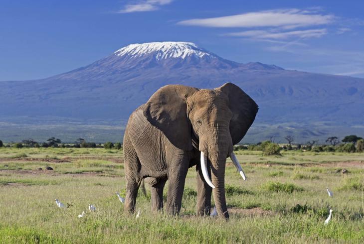 Elefant ved Kilimanjaro
