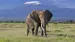 Elefant ved Kilimanjaro Elefant ved Kilimanjaro