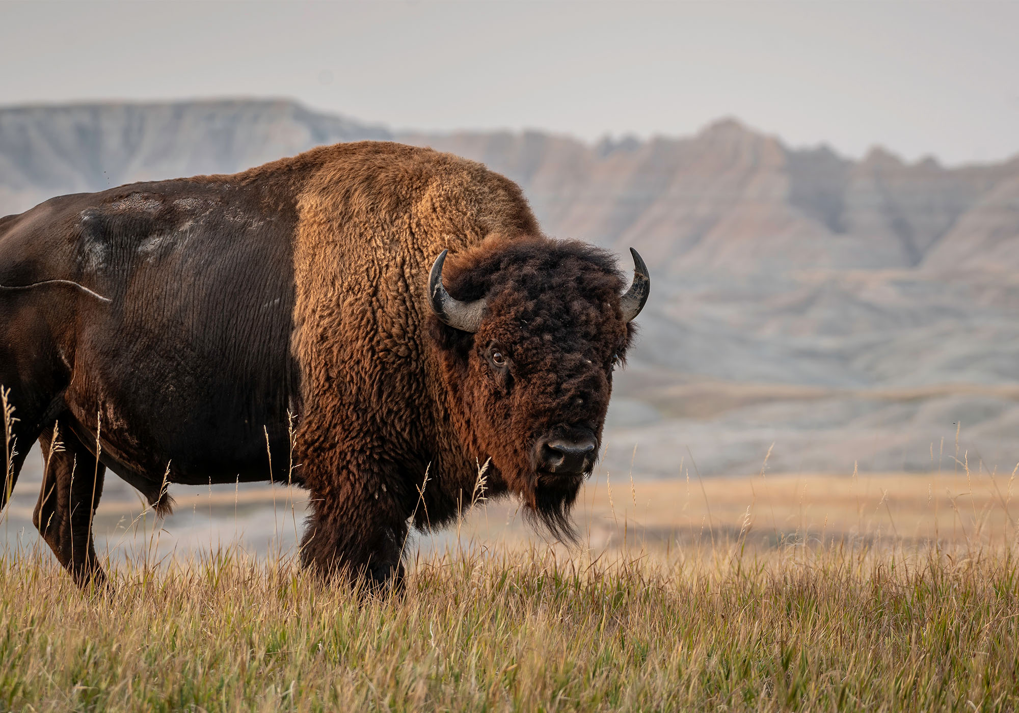 Bison i South Dakota