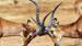kenya-samburu-national-reserve-impalas-fighting-shutterstock-364078394