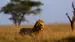 Se savannens konge - Safari i Serengeti nasjonalpark