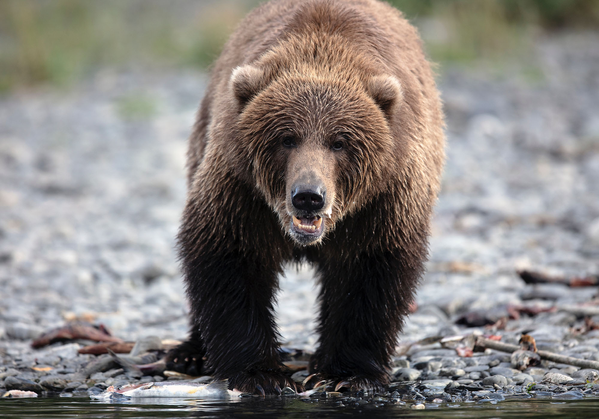 Det er mulig å se bjørner på reisen gjennom Yukon og Alaskas landskaper