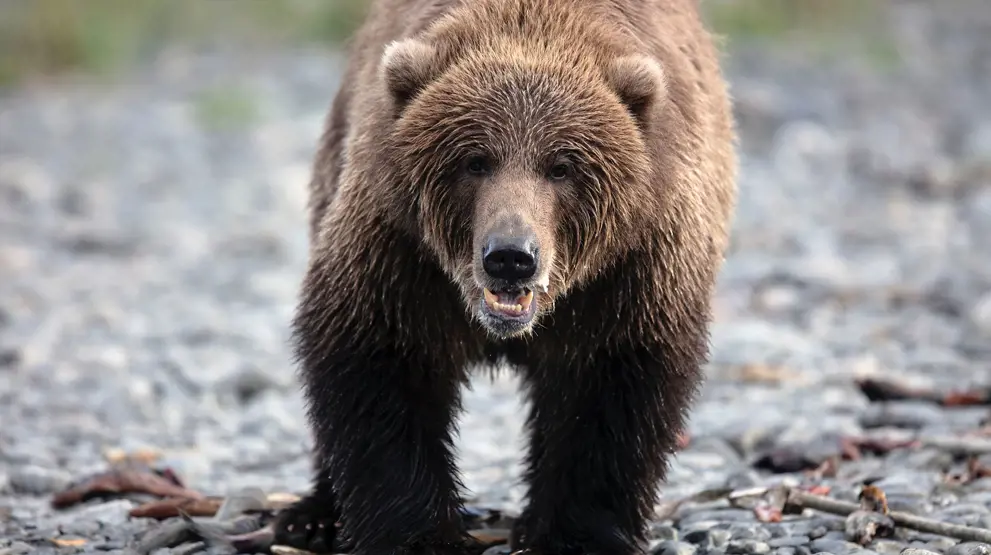 Det er mulig å se bjørner på reisen gjennom Yukon og Alaskas landskaper