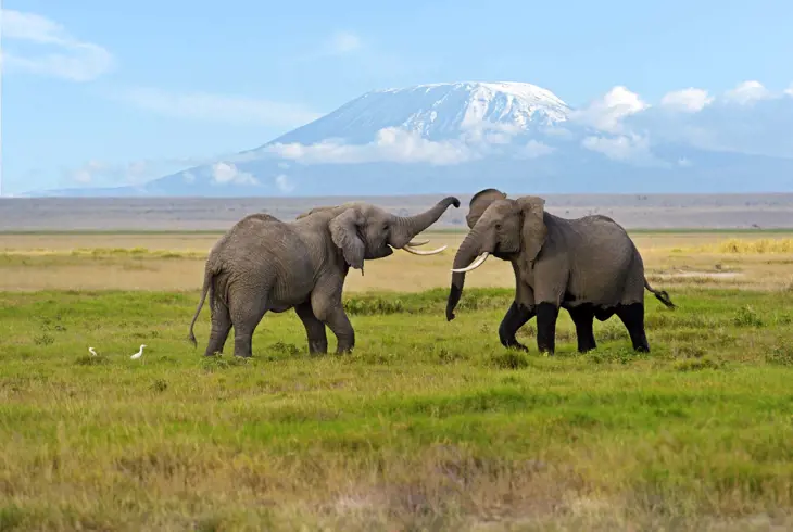 Elefanter i Amboseli National Park
