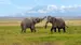 Elefanter i Amboseli National Park