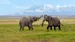 Elefanter i Amboseli National Park Elefanter i Amboseli National Park
