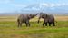 Elefanter i Amboseli National Park