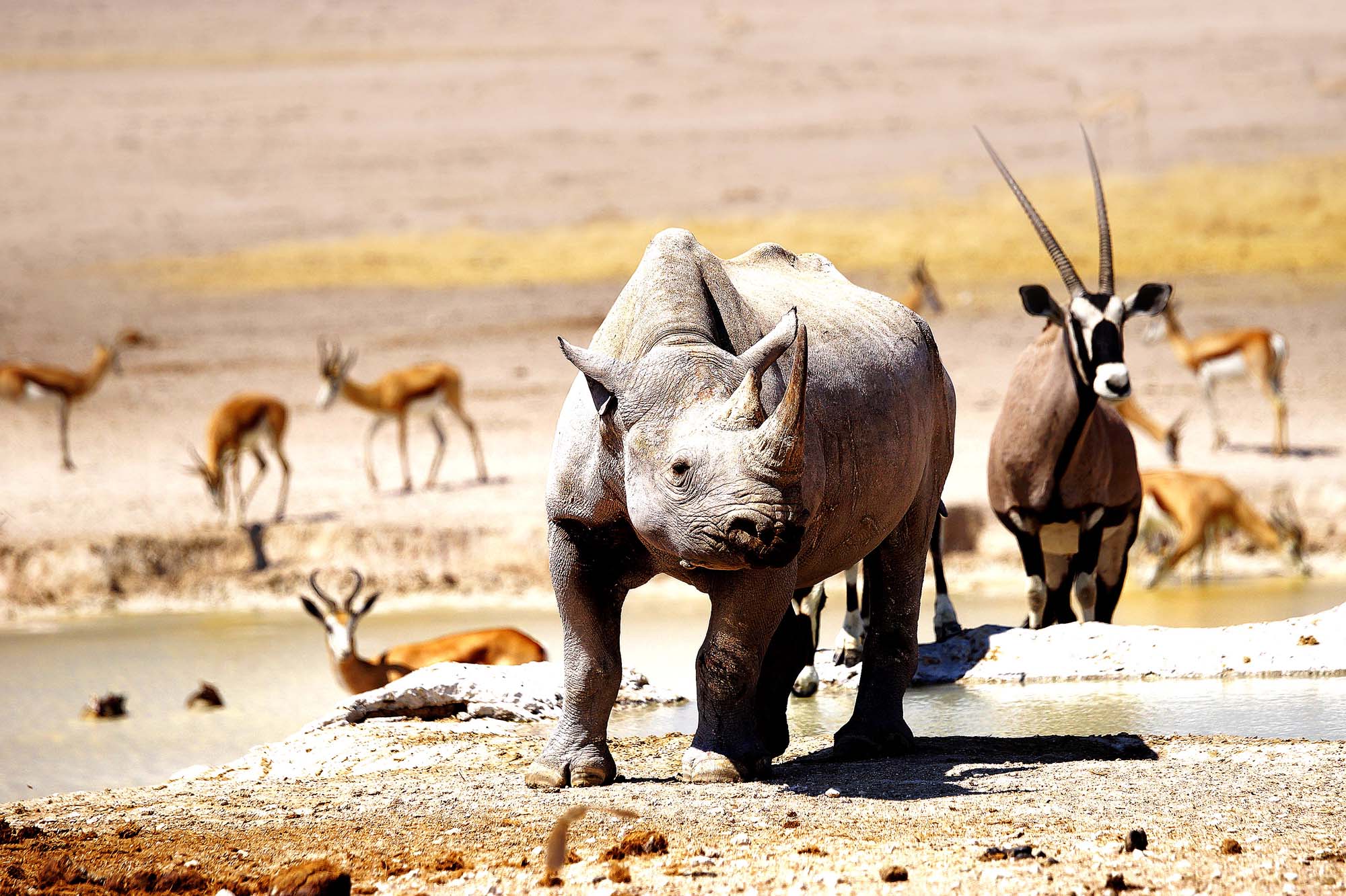 Det sorte neshornet i Namibias rå landskap