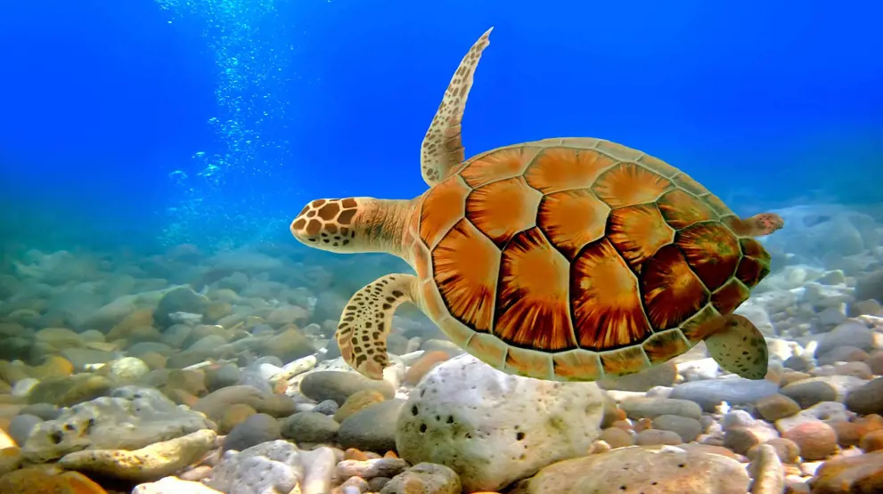 Snorkle med skilpadder blant Balis fantastiske strender