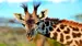 Tanzania-Serengeti-Giraffe-shutterstock-55240063