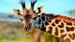 Møt de søte sjiraffene i Afrikas nasjonalparker