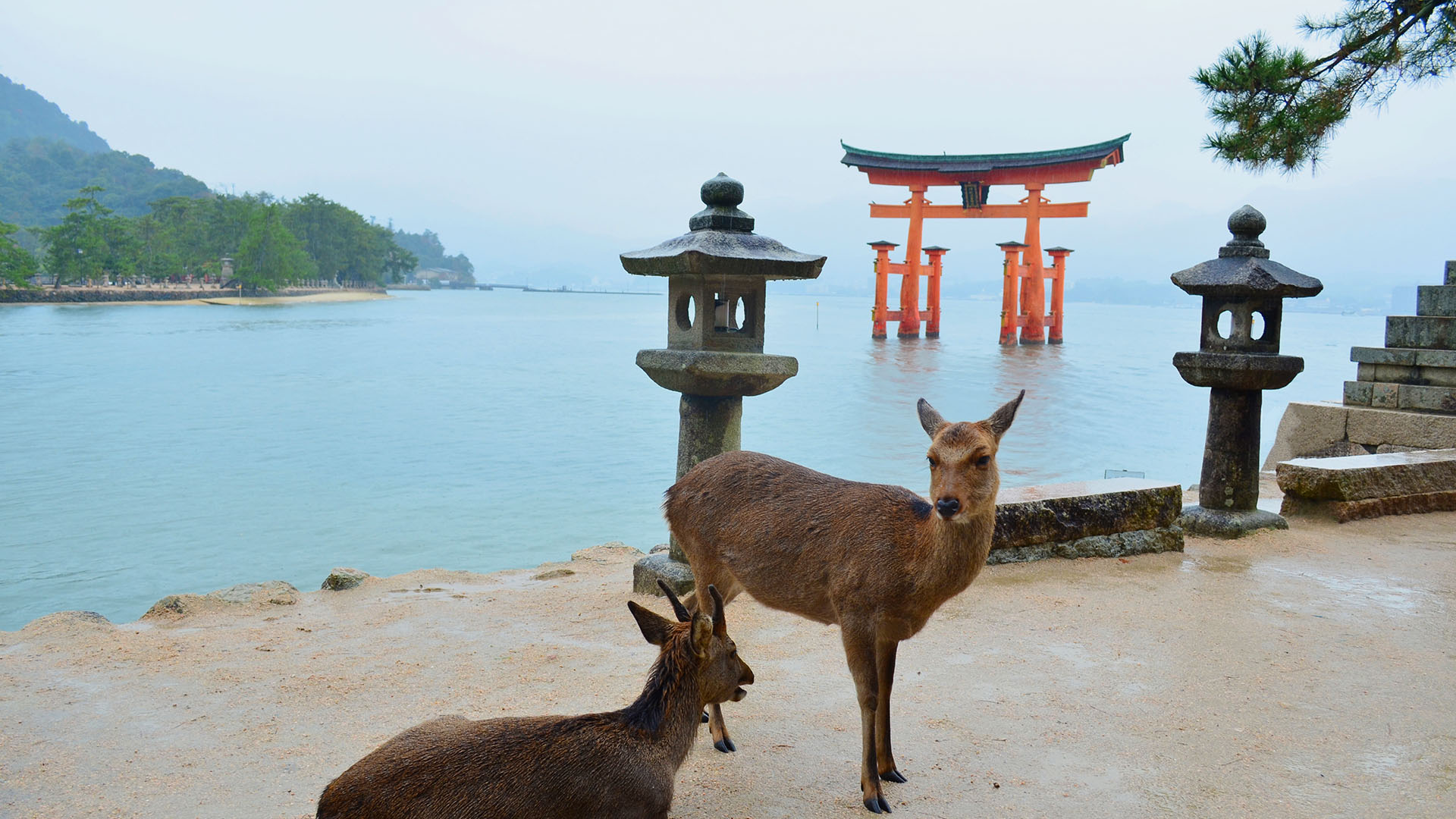 Du kan møte ville rådyr på Miyajima-øya utenfor Hiroshima