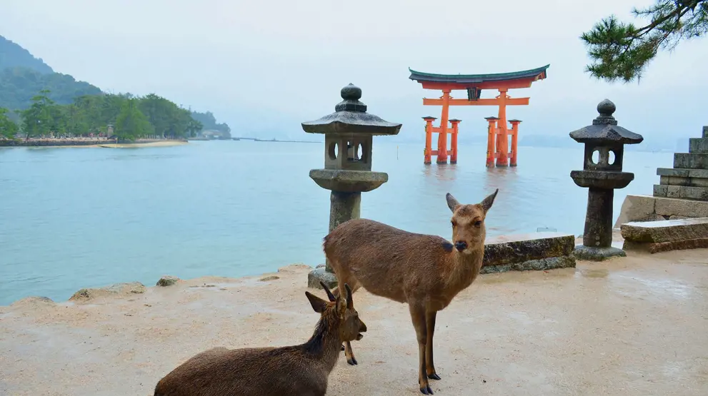 Du kan møte ville rådyr på Miyajima-øya utenfor Hiroshima