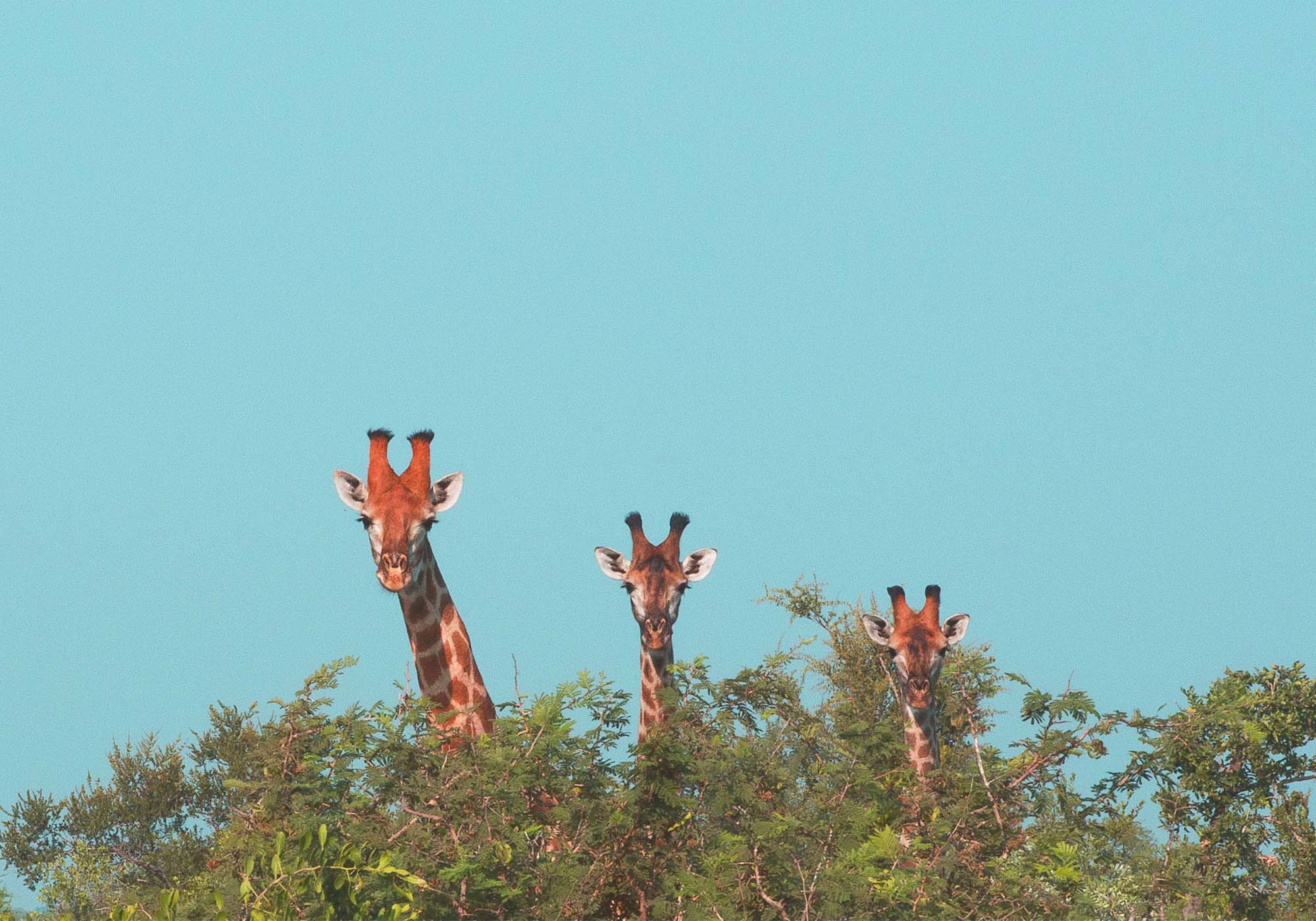 Opplev det fantastisk dyrelivet kun en kort kjøretur fra byen, som giraffene på Giraffe Centre