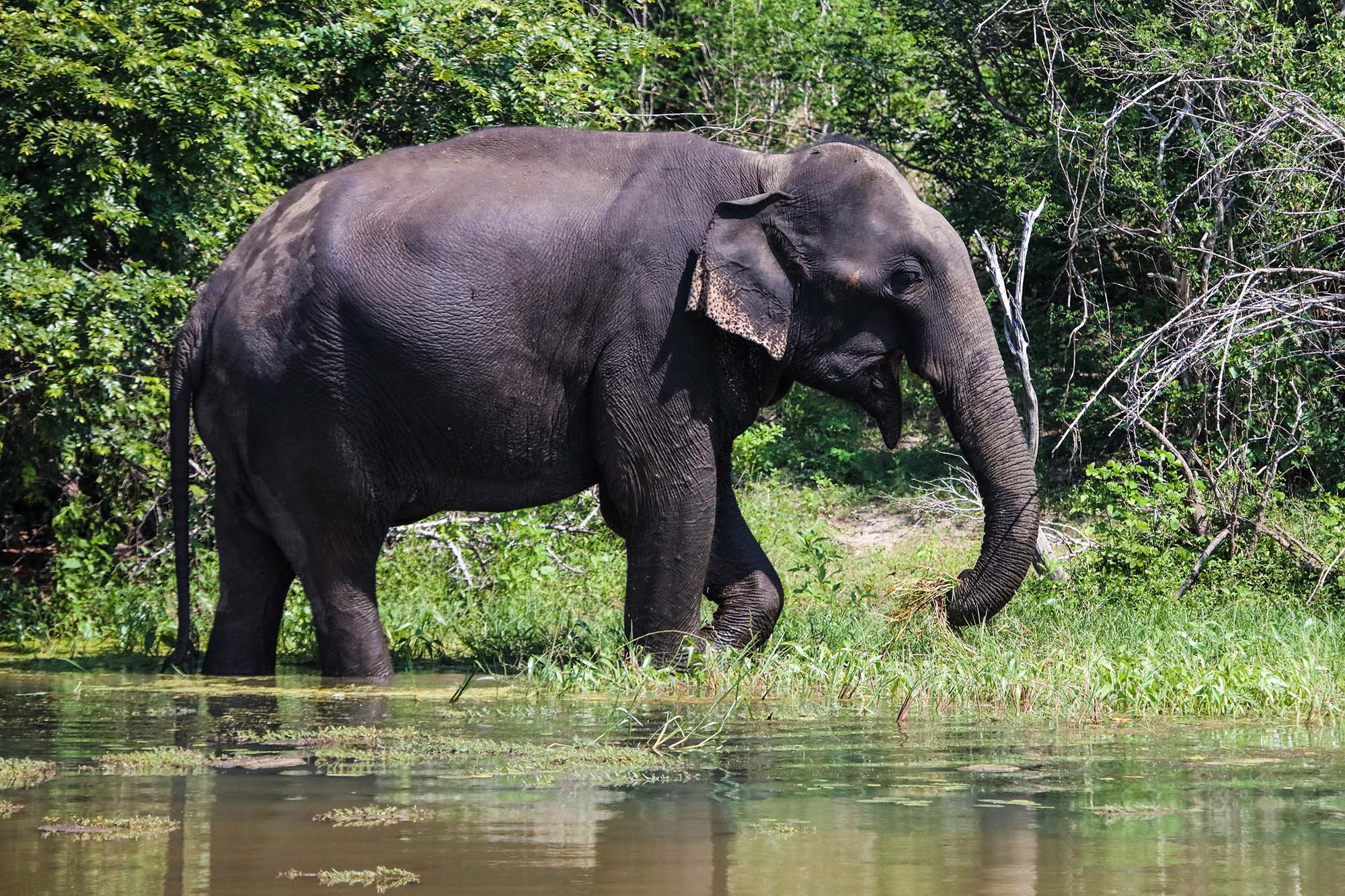 Elefant i Bundala National Park 