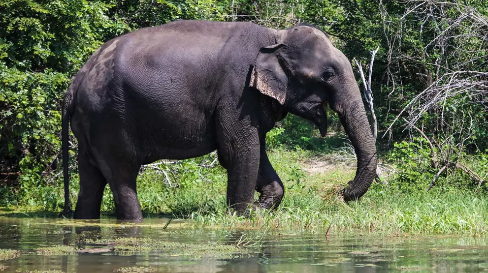 Elefant i Bundala National Park