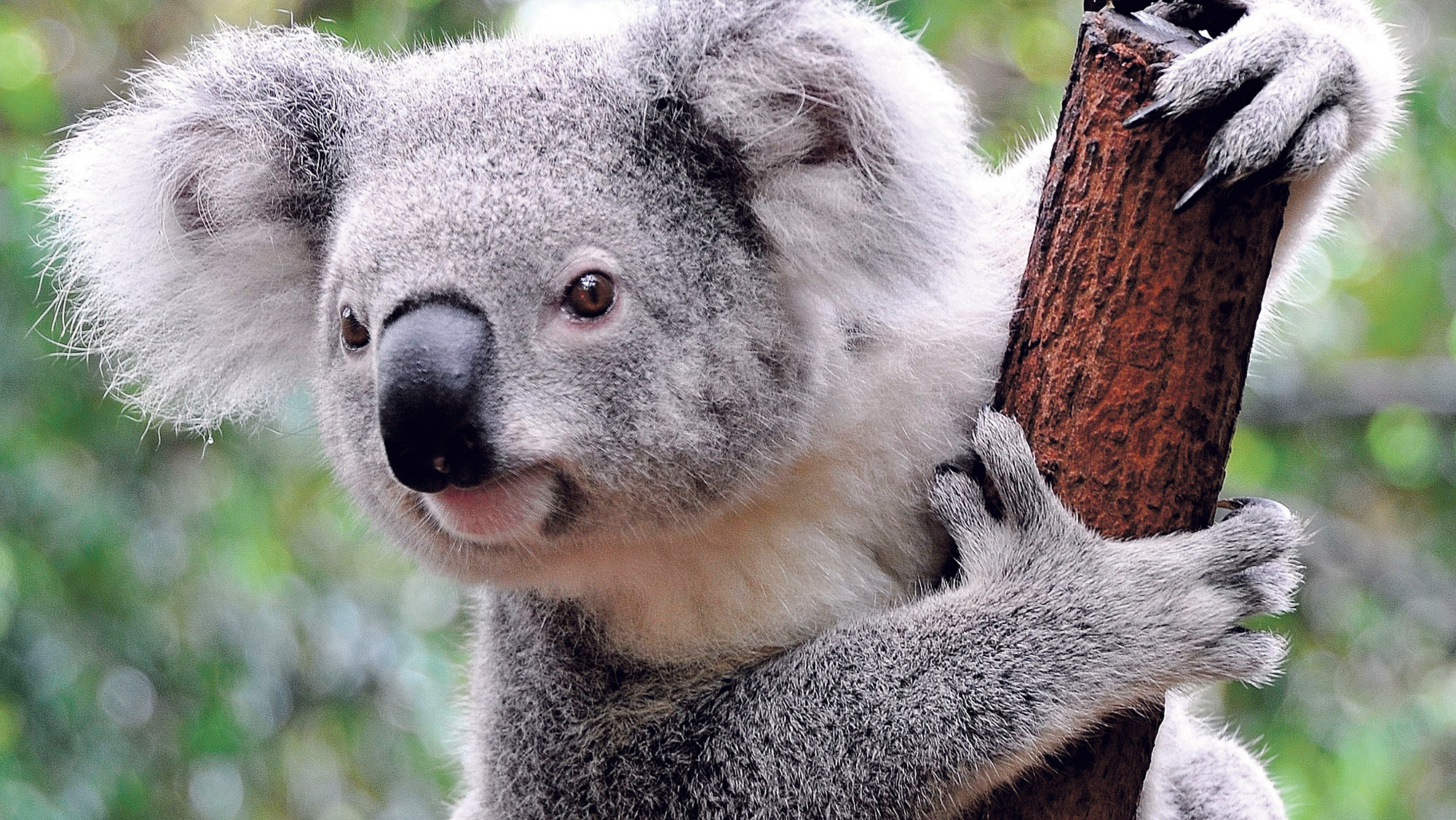 Koala2000px